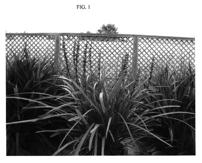 Figure 1 of US plant patent PP20623, the photograph of LIRTP printed in the patent.