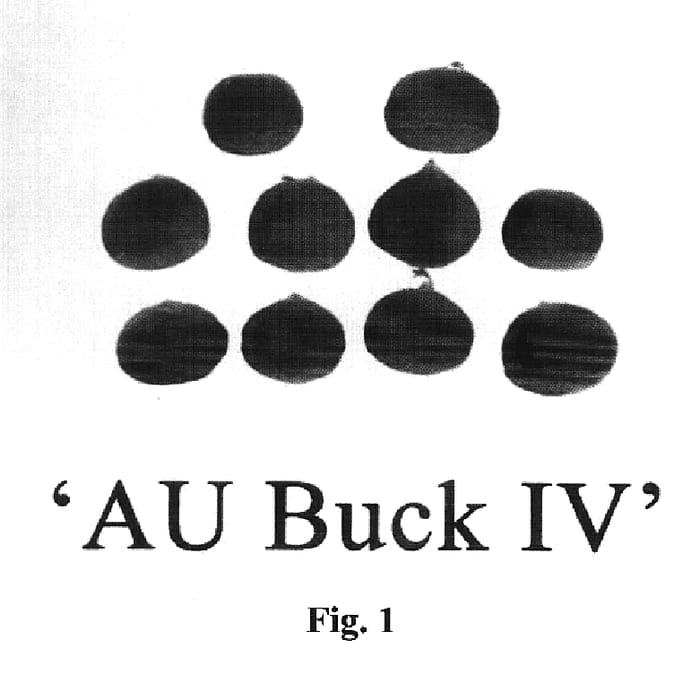Figure 1 of US plant patent PP20624, the photograph of AU BUCK IV printed in the patent.