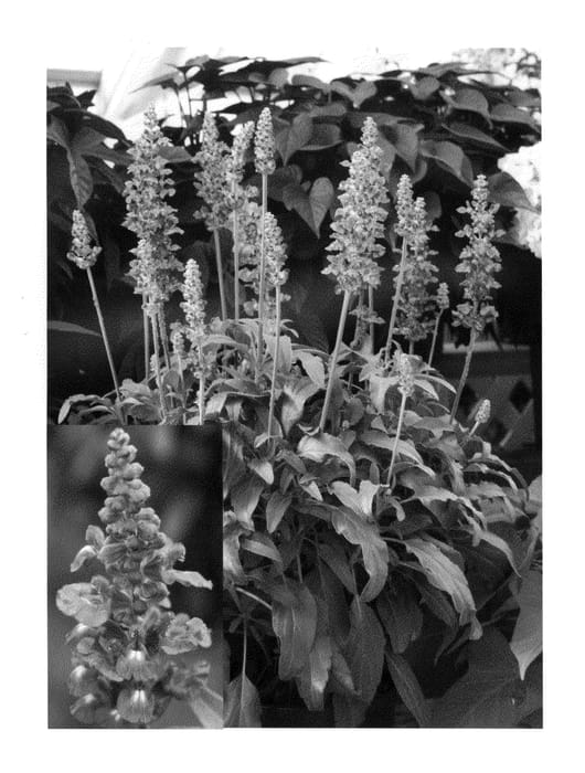Figure 1 of US plant patent PP20625, the photograph of Salv Bule printed in the patent.