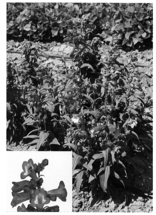 Figure 1 of US plant patent PP20626, the photograph of Peni Vio09 printed in the patent.