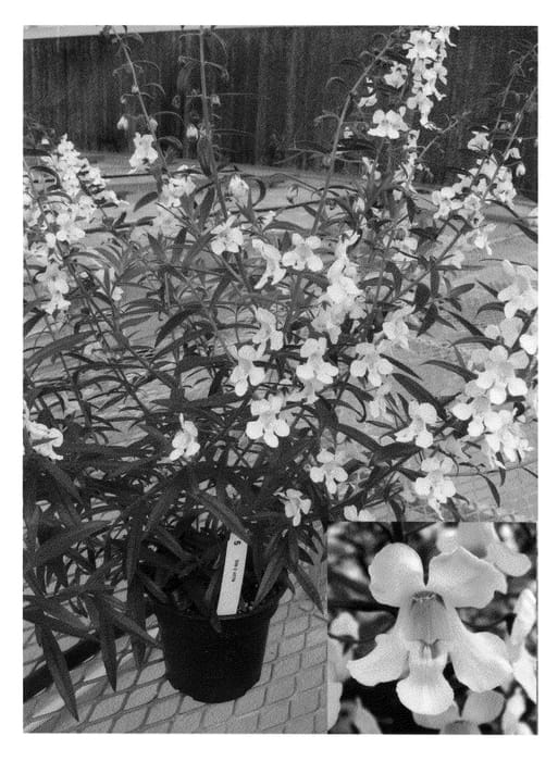 Figure 1 of US plant patent PP20627, the photograph of Car Witti09 printed in the patent.