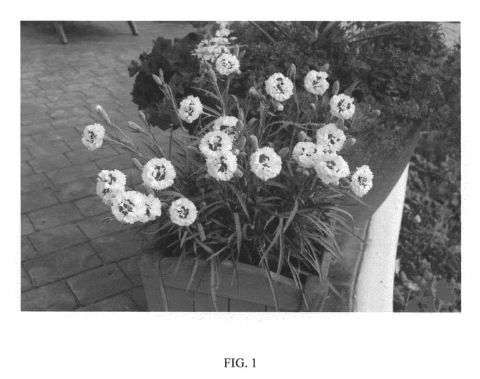 Figure 1 of US plant patent PP20628, the photograph of BRIGHT EYES printed in the patent.