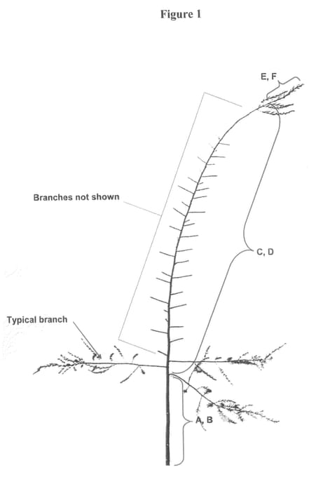 Figure 1 of US plant patent PP20629, the photograph of M256 printed in the patent.