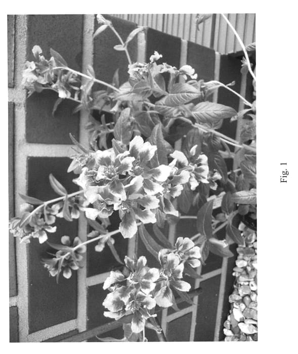 Figure 1 of US plant patent PP20630, the photograph of Vielav printed in the patent.