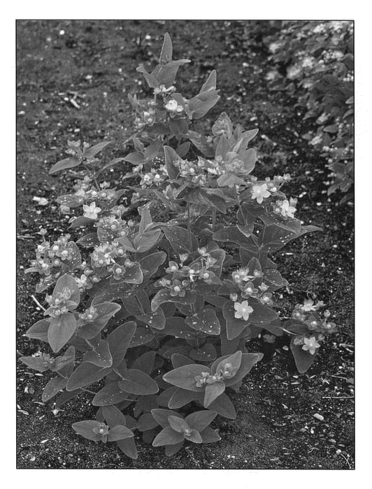 Figure 1 of US plant patent PP20631, the photograph of Kolmawhi printed in the patent.