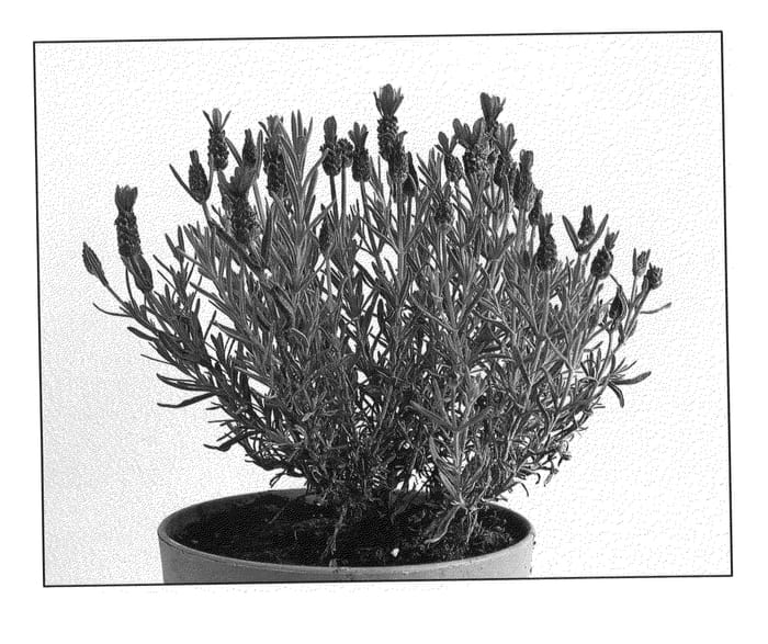 Figure 1 of US plant patent PP20632, the photograph of Sanne printed in the patent.