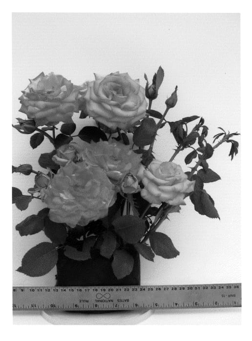 Figure 1 of US plant patent PP20633, the photograph of WEKdocpot printed in the patent.