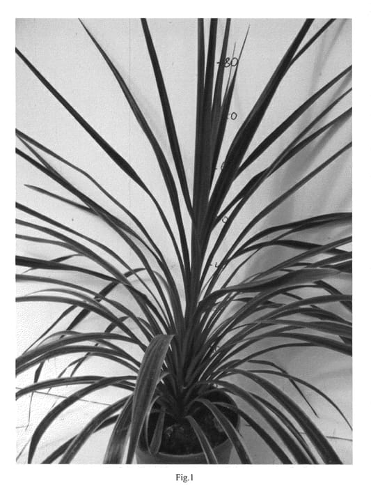 Figure 1 of US plant patent PP20634, the photograph of Sunrise printed in the patent.