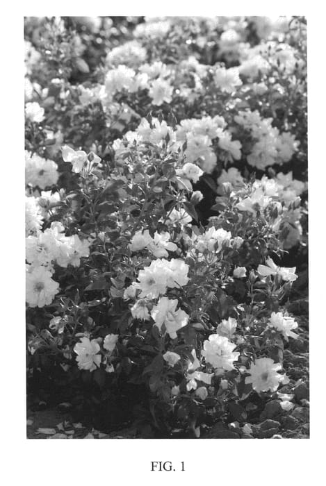Figure 1 of US plant patent PP20635, the photograph of Meisentmil printed in the patent.