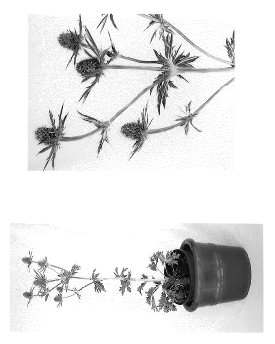 Figure 1 of US plant patent PP20636, the photograph of Big Blue printed in the patent.