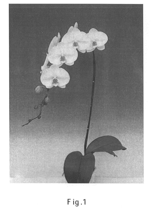 Figure 1 of US plant patent PP20637, the photograph of Moon N12 printed in the patent.