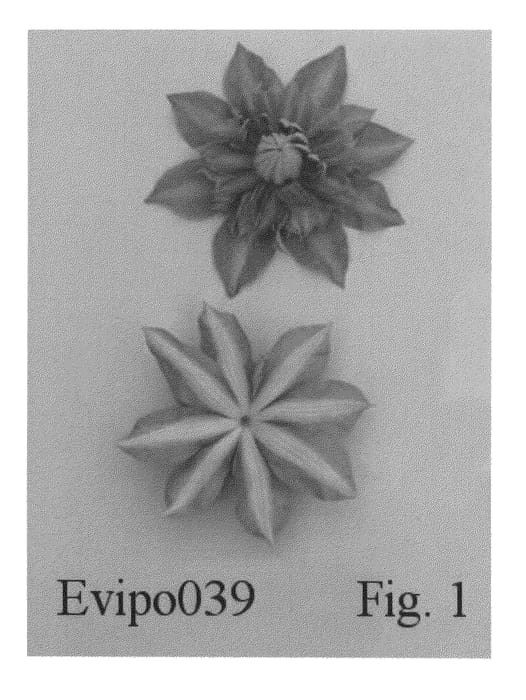 Figure 1 of US plant patent PP20638, the photograph of Evipo039 printed in the patent.