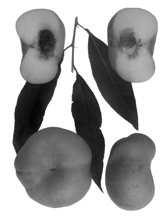 Figure 1 of US plant patent PP20639, the photograph of Sauzee Pride printed in the patent.