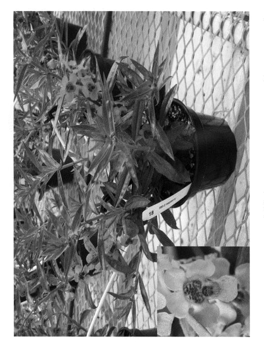 Figure 1 of US plant patent PP20640, the photograph of Car Rasp printed in the patent.