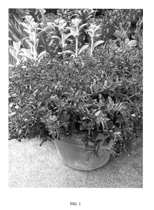 Figure 1 of US plant patent PP20641, the photograph of Ballistic printed in the patent.
