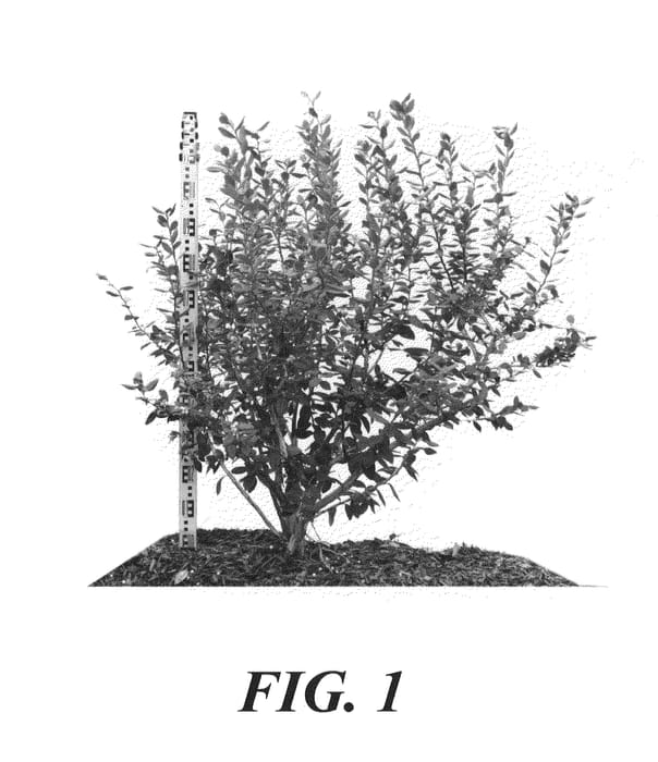 Figure 1 of US plant patent PP20642, the photograph of C97-390 printed in the patent.