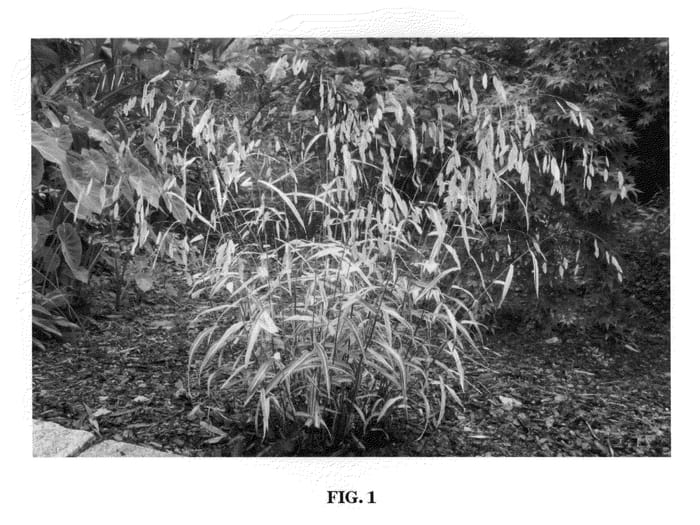 Figure 1 of US plant patent PP20643, the photograph of River Mist printed in the patent.