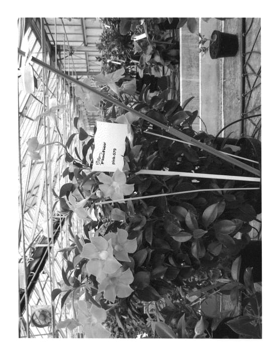 Figure 1 of US plant patent PP20644, the photograph of Fisrix Pinka printed in the patent.