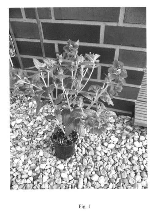 Figure 1 of US plant patent PP20646, the photograph of Viepur printed in the patent.
