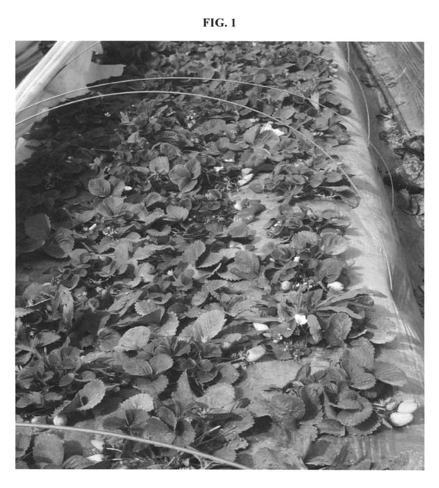 Figure 1 of US plant patent PP20647, the photograph of TAMIR printed in the patent.