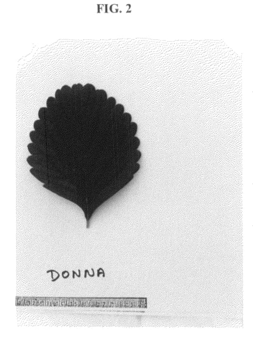 Figure 2 of US plant patent PP20648, the photograph of DONNA printed in the patent.