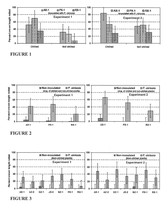 Figure 1 of US plant patent PP20649, the photograph of RX1 printed in the patent.