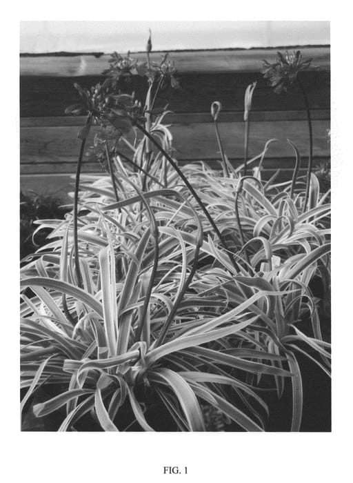 Figure 1 of US plant patent PP20650, the photograph of GOLD STRIKE printed in the patent.