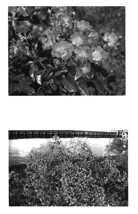 Figure 1 of US plant patent PP20651, the photograph of Bokrammi printed in the patent.