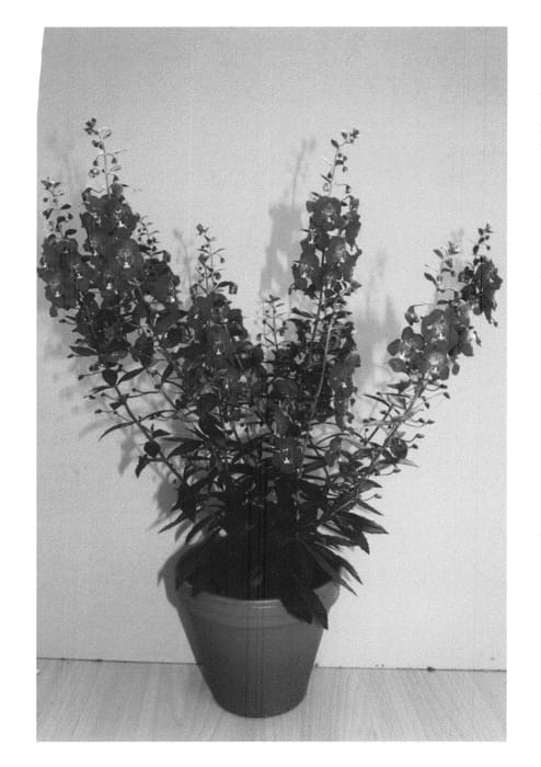 Figure 1 of US plant patent PP20652, the photograph of Adedeblu printed in the patent.
