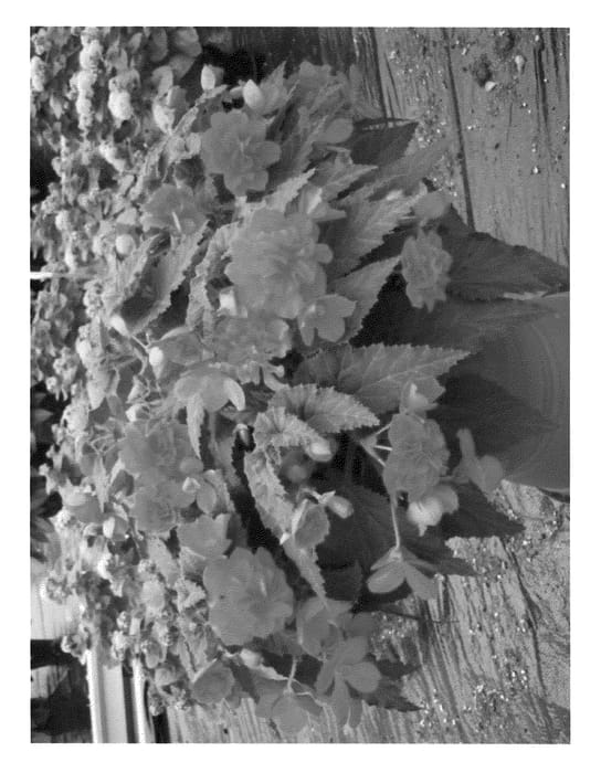 Figure 1 of US plant patent PP20653, the photograph of Victoria Falls printed in the patent.