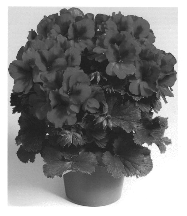 Figure 1 of US plant patent PP20654, the photograph of Regburg printed in the patent.