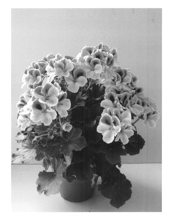 Figure 1 of US plant patent PP20655, the photograph of Regli printed in the patent.