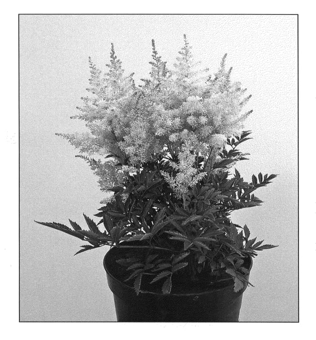 Figure 1 of US plant patent PP20656, the photograph of Verssilvery Pink printed in the patent.
