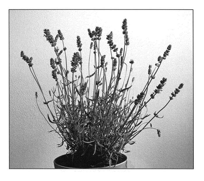 Figure 1 of US plant patent PP20657, the photograph of Blue Royalty printed in the patent.