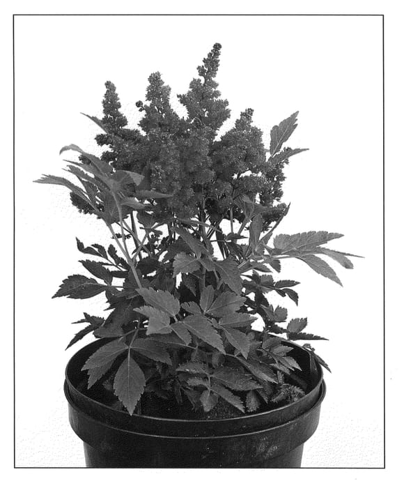 Figure 1 of US plant patent PP20658, the photograph of Fireberry printed in the patent.