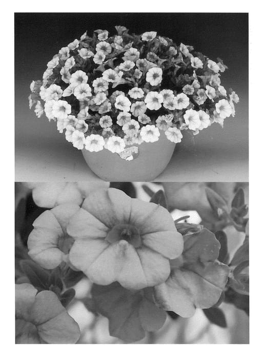 Figure 1 of US plant patent PP20659, the photograph of Suncalsifobu printed in the patent.