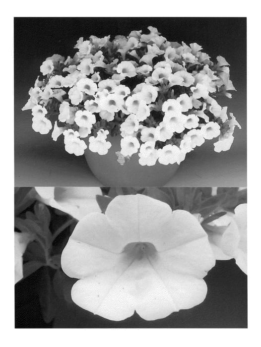 Figure 1 of US plant patent PP20660, the photograph of Sunbelkopaho printed in the patent.