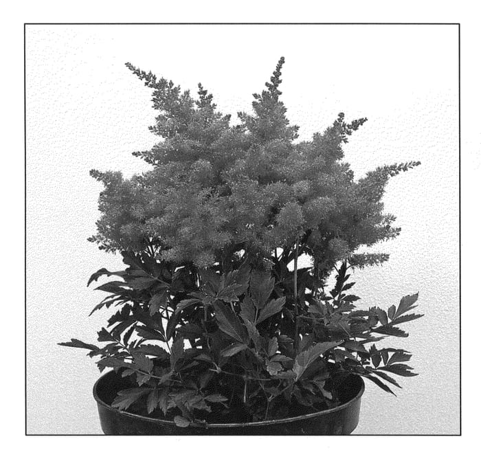 Figure 1 of US plant patent PP20661, the photograph of Verscerise printed in the patent.