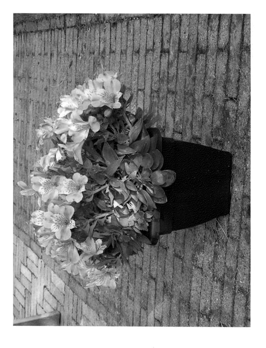 Figure 1 of US plant patent PP20662, the photograph of Don Darcio printed in the patent.