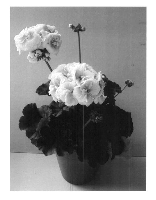 Figure 1 of US plant patent PP20663, the photograph of Pacsalpri printed in the patent.