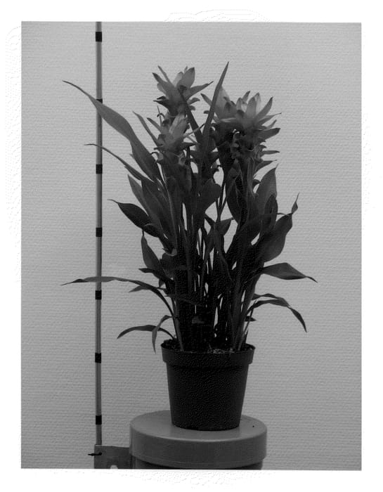 Figure 1 of US plant patent PP20664, the photograph of Curdjenna printed in the patent.