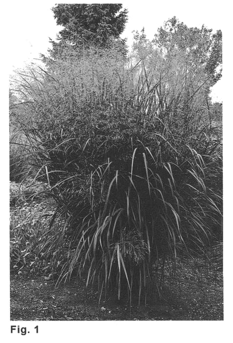 Figure 1 of US plant patent PP20665, the photograph of Thundercloud printed in the patent.