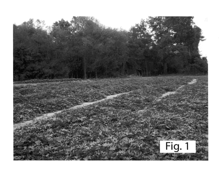 Figure 1 of US plant patent PP20666, the photograph of Mahon Yam printed in the patent.