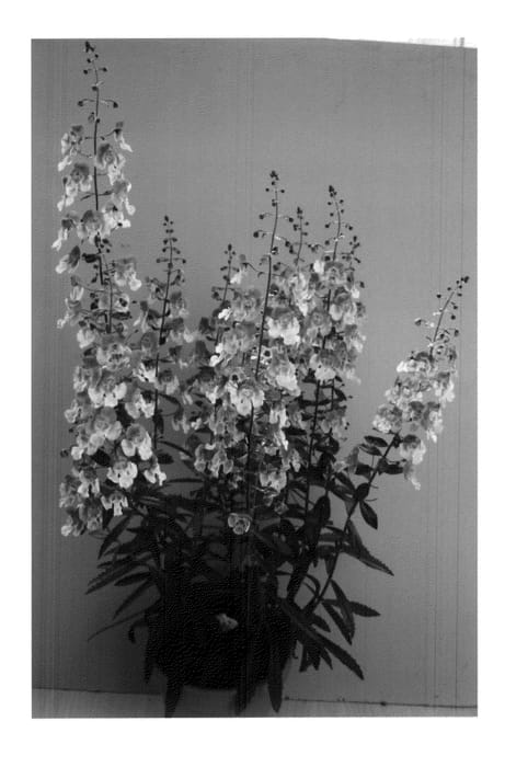 Figure 1 of US plant patent PP20667, the photograph of Adebic printed in the patent.