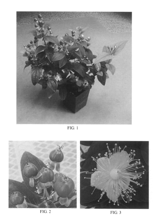 Figure 1 of US plant patent PP20668, the photograph of Seibig printed in the patent.