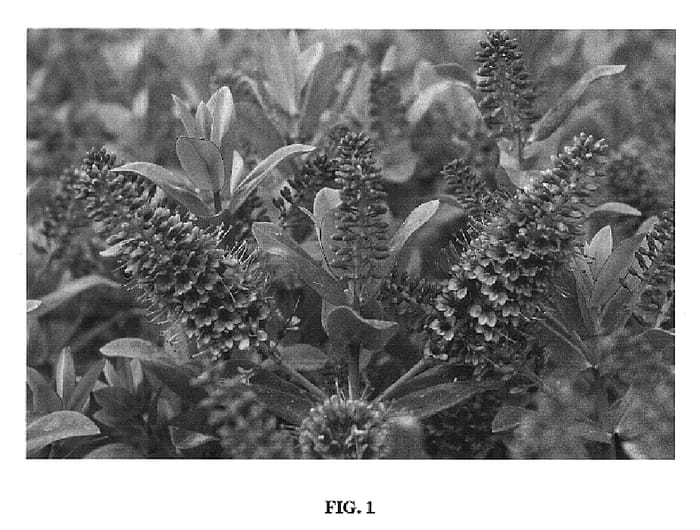 Figure 1 of US plant patent PP20669, the photograph of Sunset Boulevard printed in the patent.