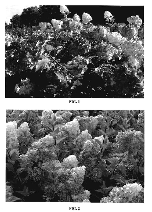 Figure 1 of US plant patent PP20670, the photograph of RENHY printed in the patent.