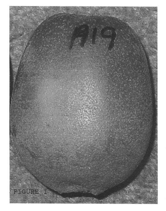 Figure 1 of US plant patent PP20671, the photograph of Skelton A19 printed in the patent.
