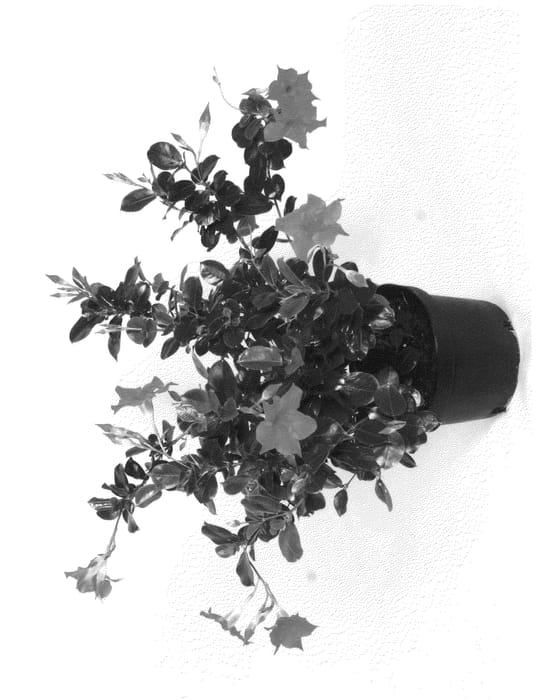 Figure 1 of US plant patent PP20672, the photograph of Fisrix Hopink printed in the patent.