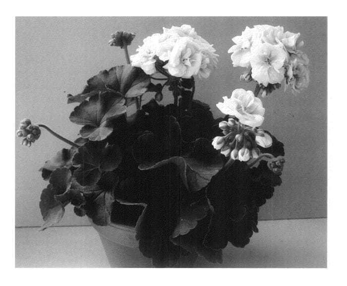 Figure 1 of US plant patent PP20673, the photograph of Pacsalkom printed in the patent.